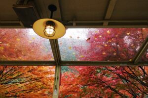 A view of fall through a window. How UV Lights Benefit Your HVAC system.