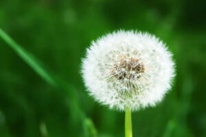 Does AC Help with Allergies? - White dandelion on grassy glade background